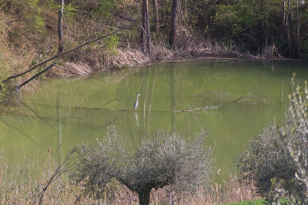 airone cinerino in abruzzo